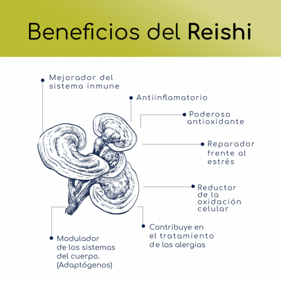 Reishi-01-01-1024x1024